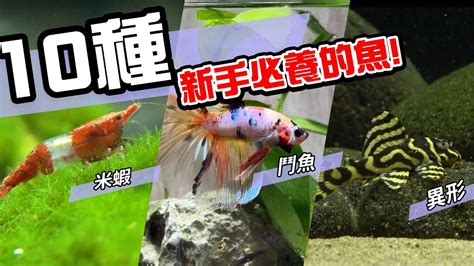 易養魚|10種激推!給新手的魚~養這些!讓你告別養魚殺手~【憩魚水族】